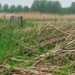 Grasland twiskepolderb
