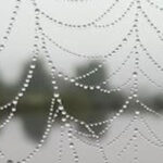 Spinweb