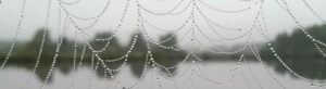 Spinweb